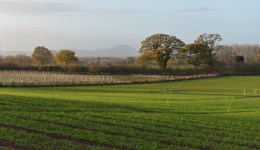 Developing guidance for wheat variety blends on UK farms